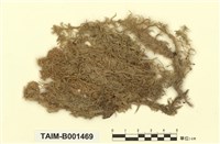 藏品(泥炭苔屬)的圖片